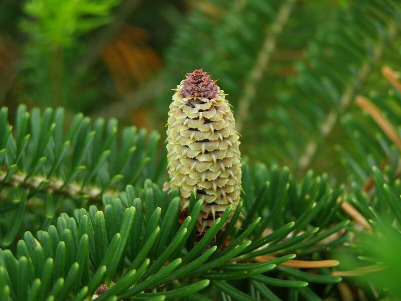 File:1024px-Abies fraseri cone.jpg