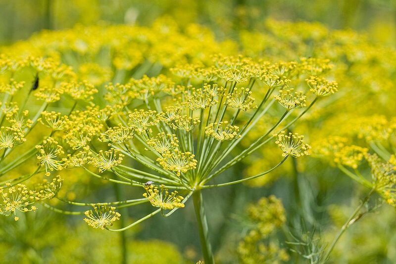 File:1024px-Fennel flower heads.jpg