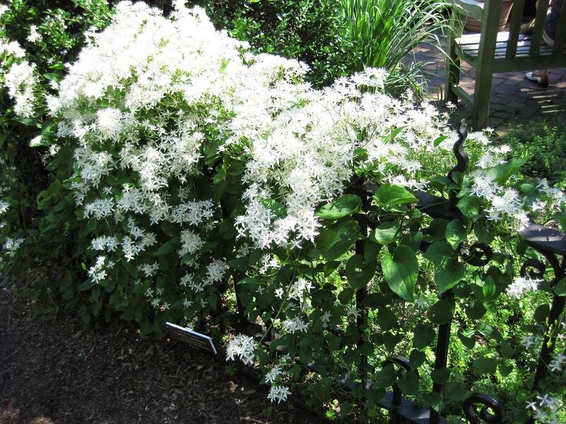 File:1024px-IMG 0236 nybg09.jpg