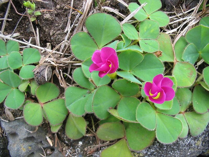 File:1024px-Oxalis purpurea (Habitus) 2.jpg
