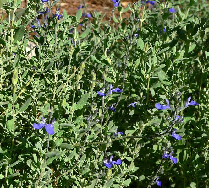 File:1136px-Salvia chamaedryoides 3.jpg