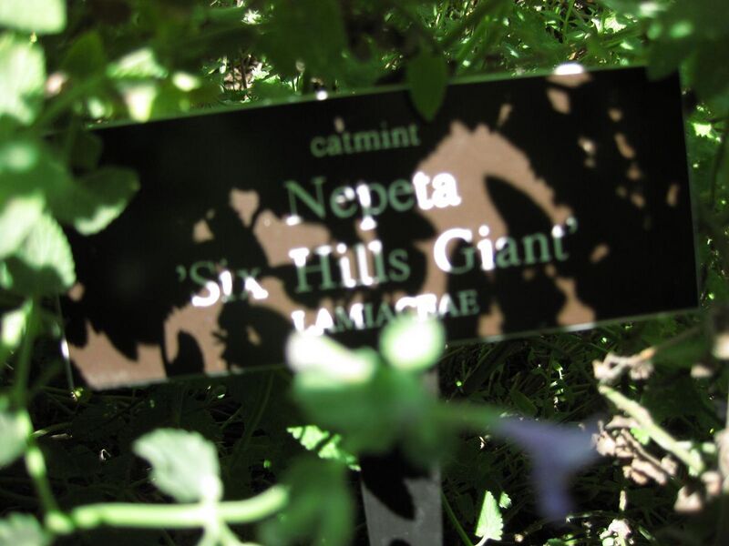 File:1280px-IMG 0184 nybg09.jpg