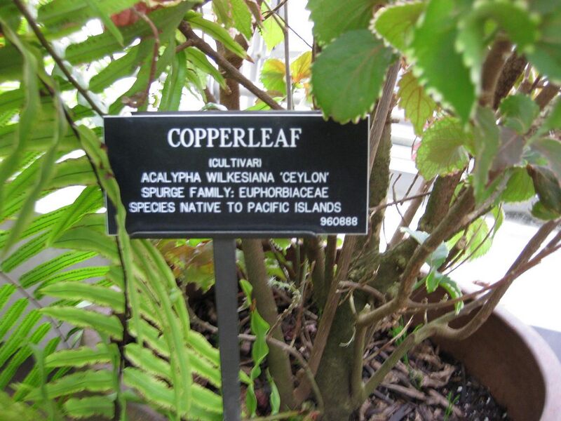 File:1280px-IMG 1021 bbg09.jpg