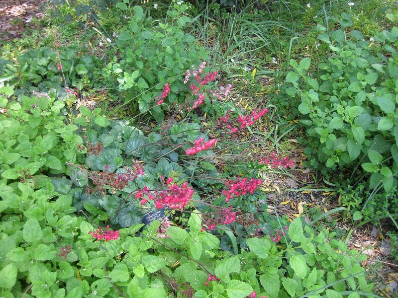 File:1280px-IMG 7657 hunt09jun.jpg