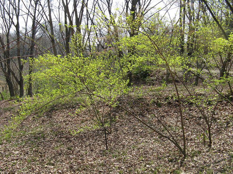 File:1280px-Stachyurus praecox1.jpg