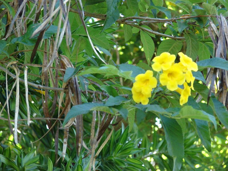 File:1280px-Starr 071024-0141 Tecoma stans.jpg