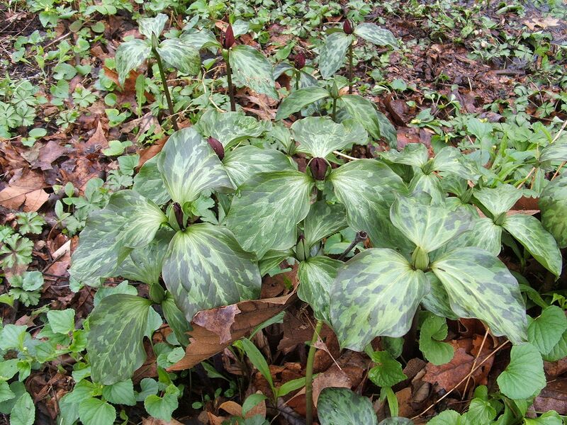 File:1280px-TrilliumRecurvatum.jpg