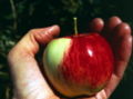 Thumbnail for version as of 13:24, 14 May 2007