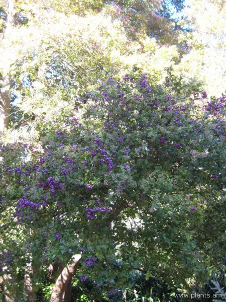 File:Acmena smithii-lilly-pilly-IMG 6944 sfbg0308.jpg