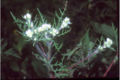 Thumbnail for version as of 13:13, 28 April 2007