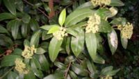 Backhousia citriodora, garden specimen, in flower