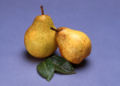 'Blake's Pride' pear (Image courtesy of USDA, ARS)