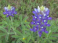 Thumbnail for version as of 10:11, 12 May 2007