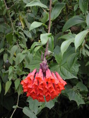 Bomarea sp.