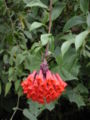 Bomarea sp. in southern Ecuador
