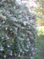 Buddleia salvifolia