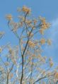 Fruit-bearing branches, after losing leaves in autumn