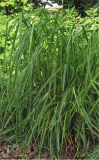 Dactylis glomerata Kropaar plant
