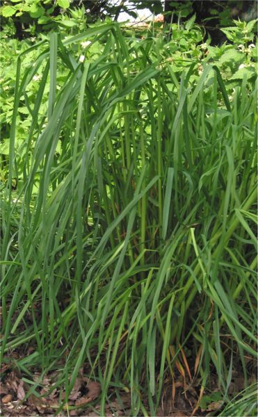File:Dactylis glomerata Kropaar plant.jpg