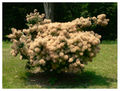 Thumbnail for version as of 04:02, 25 August 2007