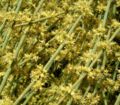 Ephedra fragilis Staminate (male) cones