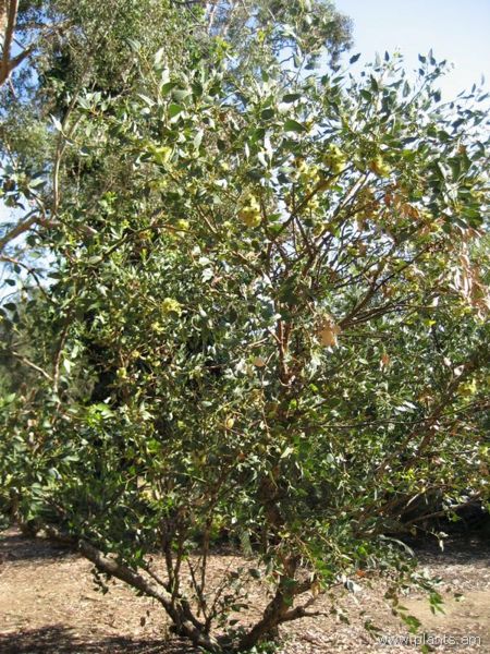 File:Eucalyptus grossa-coarse-leaved mallee-IMG 0946 hunt07.jpg