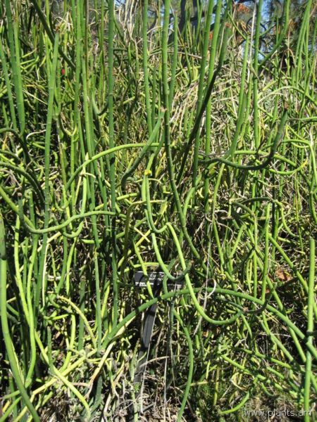 File:Euphorbia schimperi-IMG 0339 hunt07.jpg
