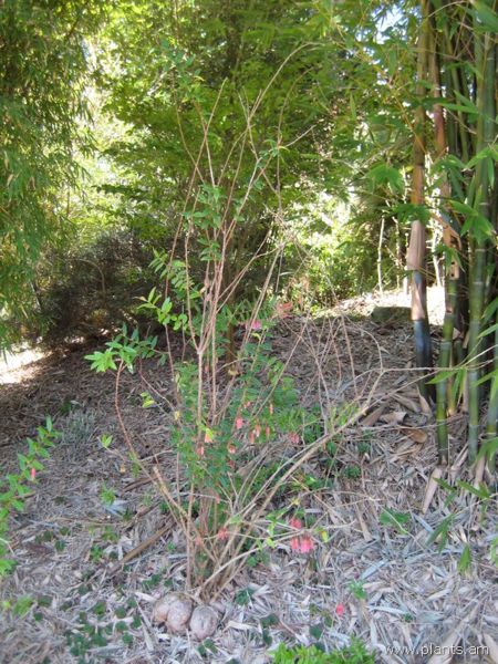 File:Filipendula vulgaris-dropwort-IMG 7641 sfbg0308.jpg