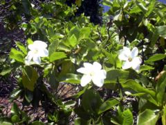Gardenia brighamii