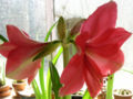 Hippeastrum 'Susan'