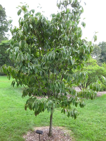 File:IMG 1349 bbg09.jpg