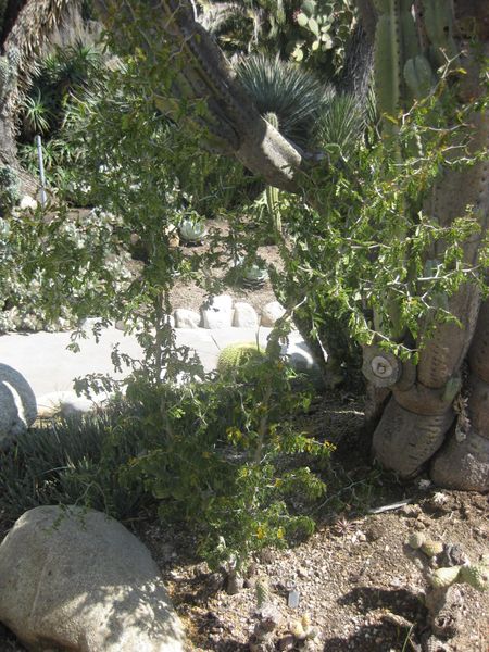 File:IMG 2305 hunt0903.jpg
