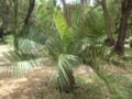 jubaea spectabilis