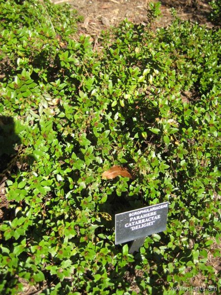 File:Parahebe catarractae-delight-IMG 8038 sfbg0308.jpg