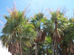 Stand of fruiting specimens
