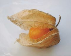 fruit