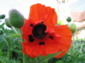 Closeup of a poppy flower at the Monastery of Lorch (Baden-Württemberg), Germany.