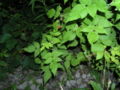 Wild Red Raspberry with 5 leaflets