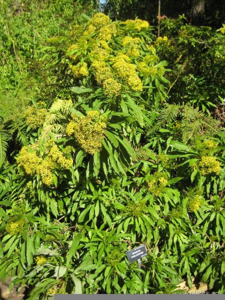 File:Senecio cobanensis-IMG 7905 sfbg0308.jpg