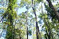 a stand of Toona ciliata near Kempsey, New South Wales