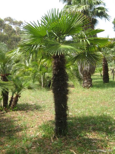 File:Trachycarpus excelsa-IMG 3028 lokrun.jpg