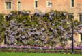 Wisteria sinensis trained to grow up and along a building wall.