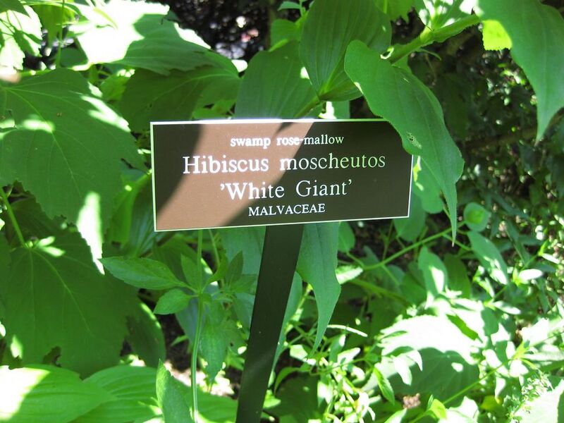 File:1024px-IMG 0243 nybg09.jpg