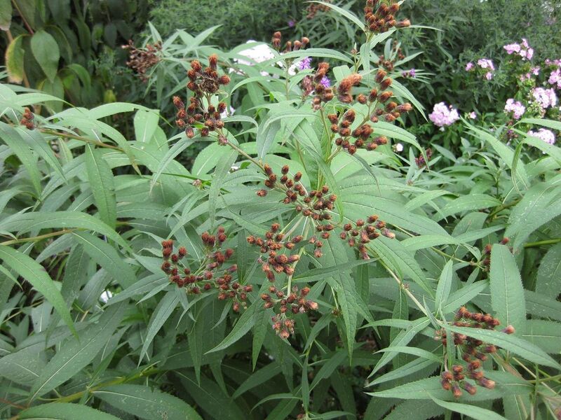 File:1280px-IMG 0825 bbg09.jpg