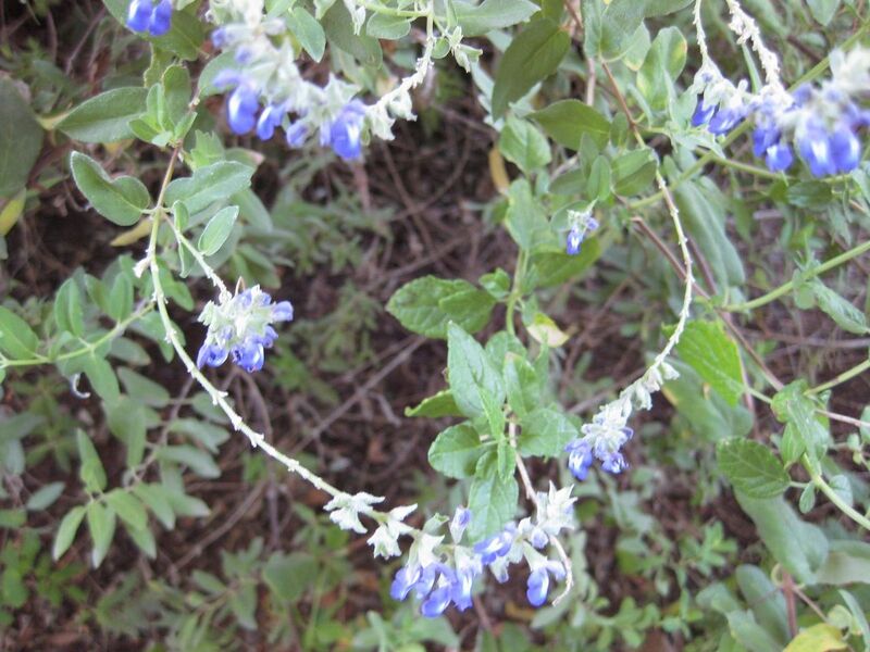 File:1280px-IMG 1968 hunt09oct.jpg