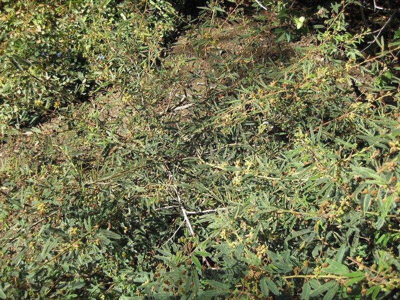 File:1280px-IMG 2029 hunt09oct.jpg