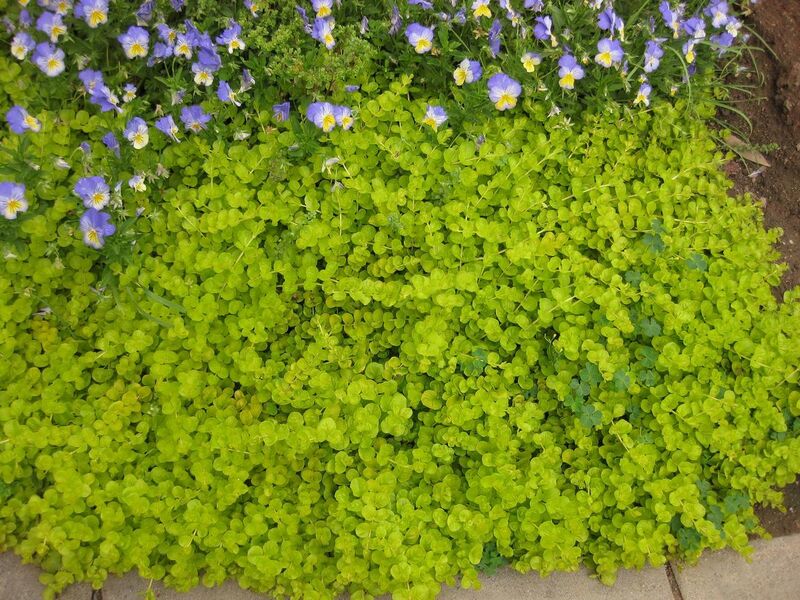 File:1280px-IMG 6886 hunt09jun.jpg