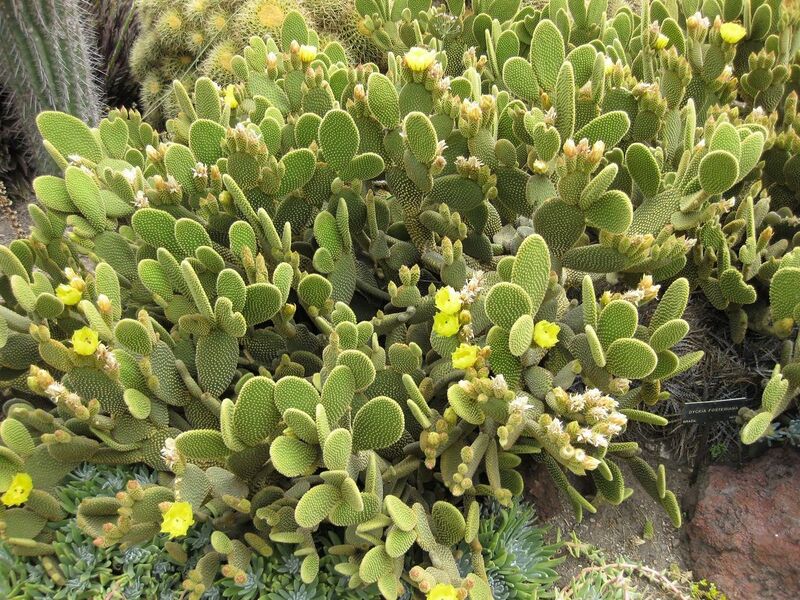 File:1280px-IMG 7414 hunt09jun.jpg