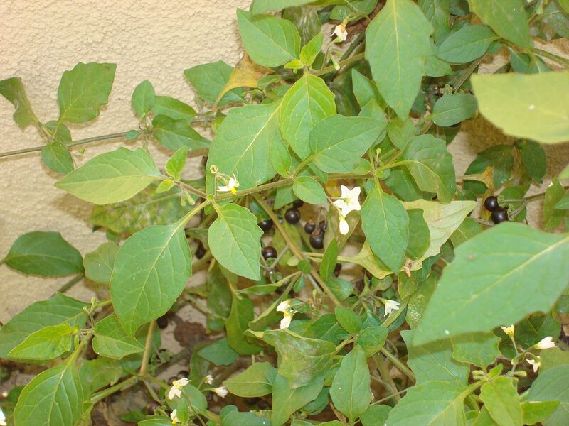 File:1280px-Solanum furcatum I.JPG