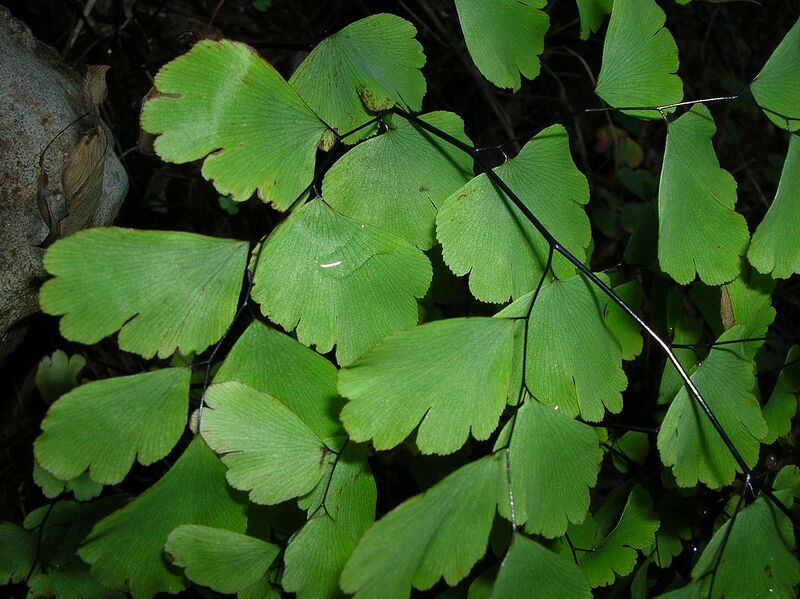 File:1280px-Starr 041229-2723 Adiantum raddianum.jpg